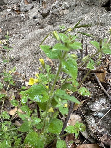 Erythranthe floribunda, photograph 3