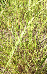 Lolium multiflorum