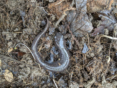 Ambystoma jeffersonianum