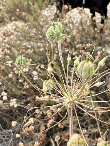 Bloomeria crocea, photograph 3