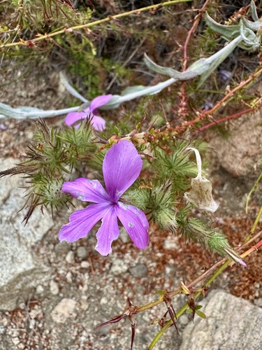 Linanthus californicus, photograph 2