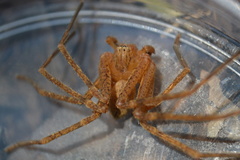 Curicaberis ferrugineus