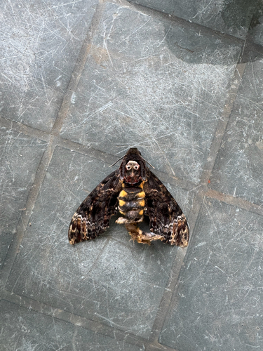 Greater Death's Head Hawkmoth