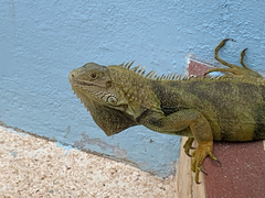 Iguana iguana