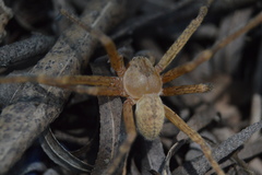 Curicaberis ferrugineus