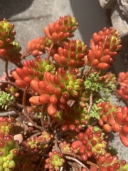 Sedum × rubrotinctum