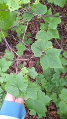 Ribes mandshuricum