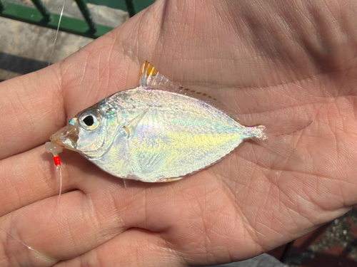 Ponyfish (Leiognathus brevirostris) — Leiognathidae — 3