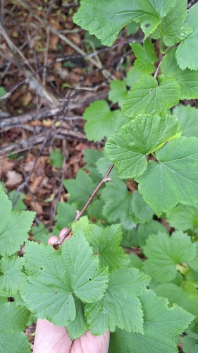 Ribes mandshuricum, photograph 2