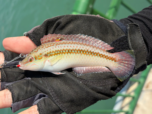 Earmuff wrasse (Halichoeres bicolor) — Labridae — 5