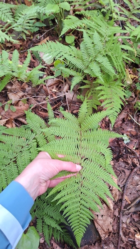 Athyrium rubripes