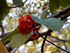Cordia sebestena
