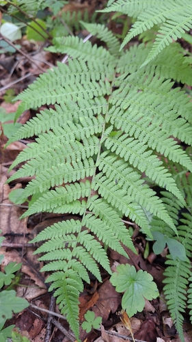 Athyrium rubripes, photograph 2