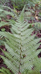 Athyrium rubripes, photograph (c) Violetta Dzizyurova, some rights reserved (CC BY)