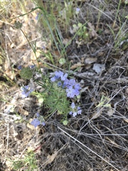 Gilia achilleifolia