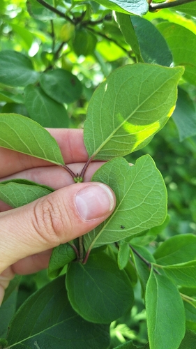 Lonicera ruprechtiana, photograph 2
