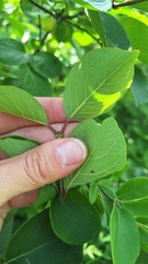 Lonicera ruprechtiana, photograph (c) Violetta Dzizyurova, some rights reserved (CC BY)