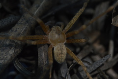 Curicaberis ferrugineus