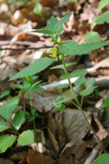 Lamium galeobdolon montanum
