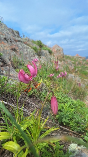 Lilium cernuum, photograph 6