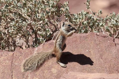 Barbary Ground Squirrel