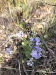 Gilia achilleifolia