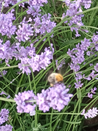 Common Carder Bumble Bee