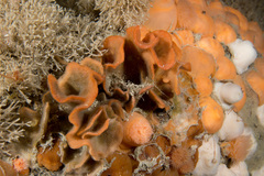 Pentapora foliacea