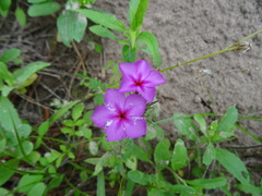 Phlox drummondii