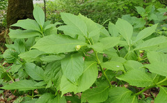 Scopolia carniolica