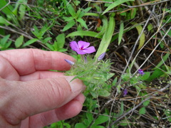 Phlox drummondii