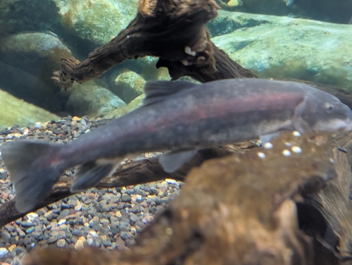 Warner-zuigkarper (Catostomus warnerensis) — Catostomidae — 4
