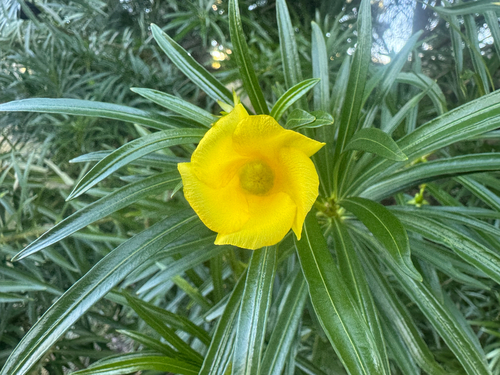 Be-still tree