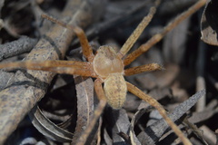 Curicaberis ferrugineus