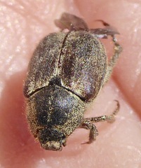 Hoplia