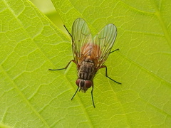 Phaonia subventa