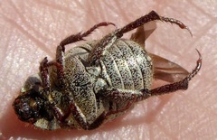 Hoplia