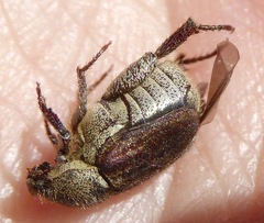 Hoplia