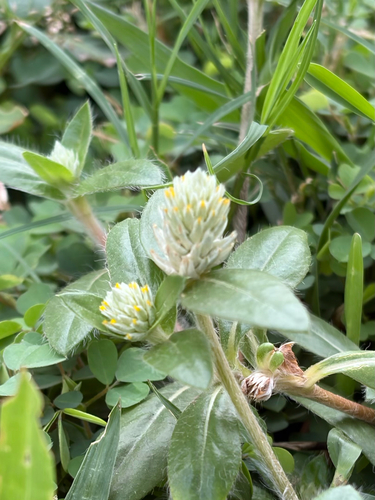 prostrate globe-amaranth