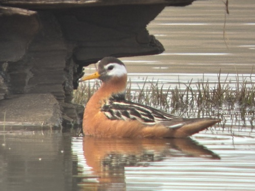 iNaturalist image