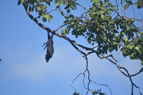Black Flying-fox