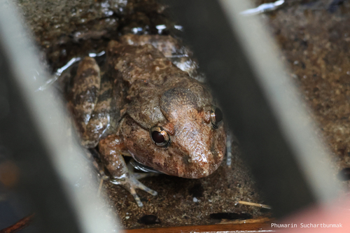 Limnonectes gyldenstolpei observed 2026-06-01