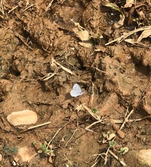 Celastrina echo