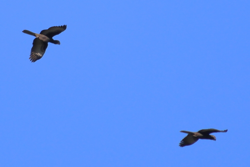 iNaturalist image