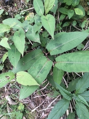 (c) 祐, some rights reserved (CC BY) Persicaria chinensis, photograph (c) 祐, some rights reserved (CC BY)