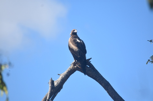 Mainland Wedge-tailed Eagle