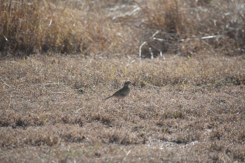 Australian Pipit