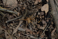 Curicaberis ferrugineus