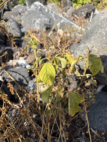 Amaranthus viridis observed 2026-06-30