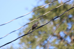 Mimus polyglottos